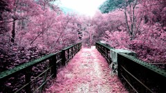 Landscapes Flowers pink flowers Bridges cherry blossoms