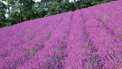 Landscapes Flowers pink flowers lavender fields