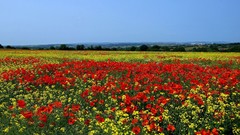 Landscapes Flowers plains