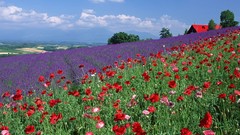 Landscapes Flowers Poppies lavender fields