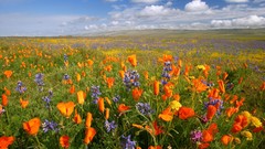 Landscapes Flowers Poppies meadows plain California National 