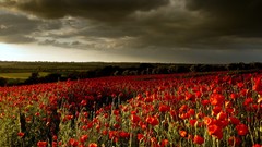Landscapes Flowers Poppies overcast