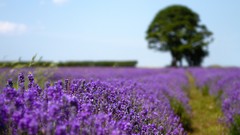 Landscapes Flowers purple flowers lavender fields