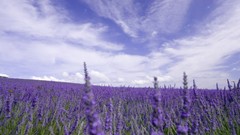 Landscapes Flowers purple flowers lavender fields