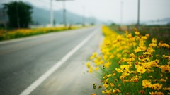 Landscapes Flowers roads depth