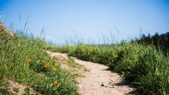 Landscapes Flowers sand nature grass path Wildflowers orange 