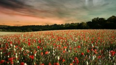 Landscapes Flowers skyscapes