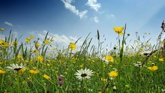 Landscapes Flowers spring