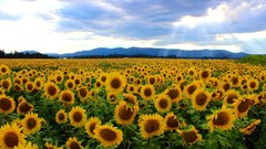 Landscapes Flowers Sunflowers fields yellow flowers