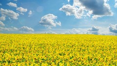 Landscapes Flowers Sunflowers fields yellow flowers