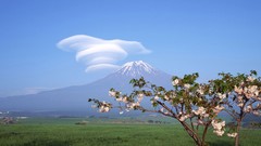 Landscapes Flowers Trees clouds Japan spring cherry blossoms 