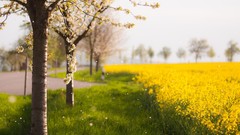 Landscapes Flowers Trees fields