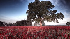 Landscapes Flowers Trees fields skyscapes