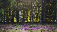 Landscapes Flowers Trees forests