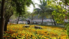 Landscapes Flowers Trees Garden lakes