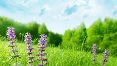 Landscapes Flowers Trees grass purple flowers