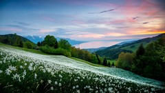 Landscapes Flowers Trees hills meadows switzerland white 
