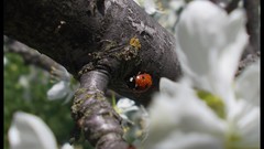 Landscapes Flowers Trees ladybirds