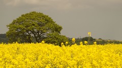 Landscapes Flowers Trees meadows yellow flowers