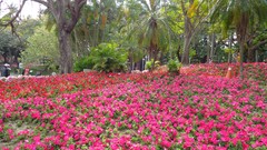 Landscapes Flowers Trees Park Garden
