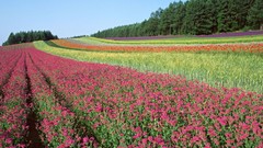 Landscapes Flowers Trees pink flowers fields