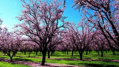Landscapes Flowers Trees spring cherry blossoms