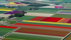Landscapes Flowers Trees tulips houses fields holland