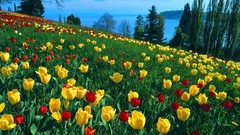 Landscapes Flowers tulips