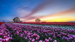 Landscapes Flowers tulips