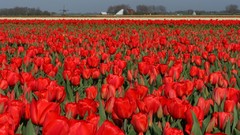 Landscapes Flowers tulips fields holland red flowers
