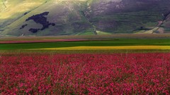 Landscapes Flowers view panorama Italy italia castelluccio di 