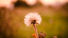 Landscapes Flowers vintage