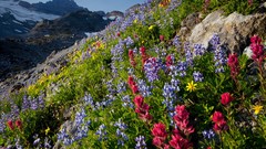 Landscapes Flowers Washington national park Mount Rainier 