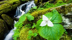 Landscapes Flowers white flowers national park Tennessee great 