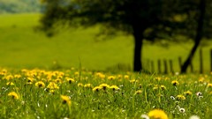 Landscapes Flowers yellow flowers