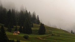 Landscapes fog forests