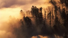 Landscapes fog France mist forests
