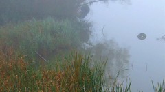 Landscapes fog grass France Photographers mist ponds artwork 