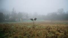 Landscapes fog grass meadows mist