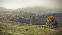 Landscapes fog mist