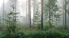 Landscapes fog morning forests
