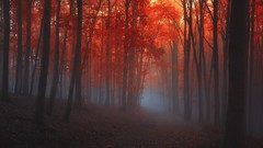Landscapes fog nature abandoned paths autumn leaves forests 