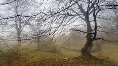 Landscapes fog nature branches secret