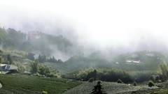 Landscapes fog nature clouds tea mist fields
