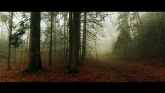 Landscapes fog nature dark forest paths