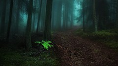 Landscapes fog nature dark forest paths morning view