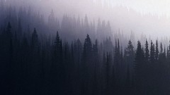 Landscapes fog nature forests