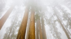 Landscapes fog nature forests