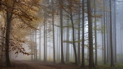 Landscapes fog nature forests