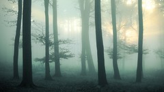 Landscapes fog nature forests